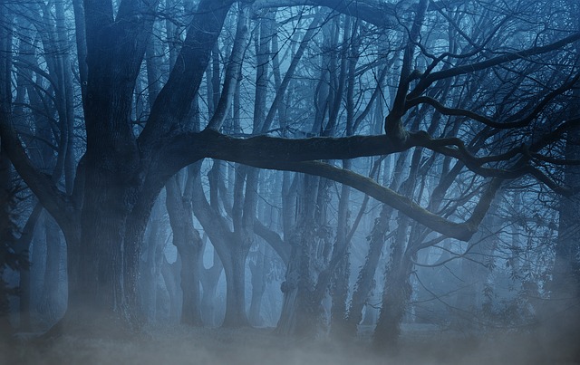 Mystical forest scene
